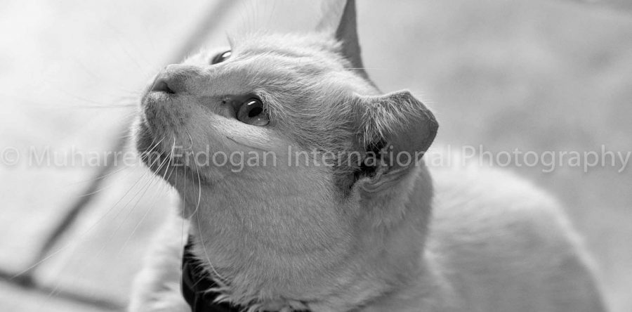 MINKA – RIGA – MAY 2015