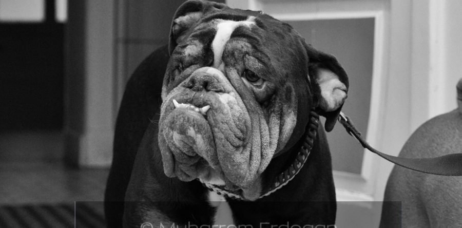English Bulldog